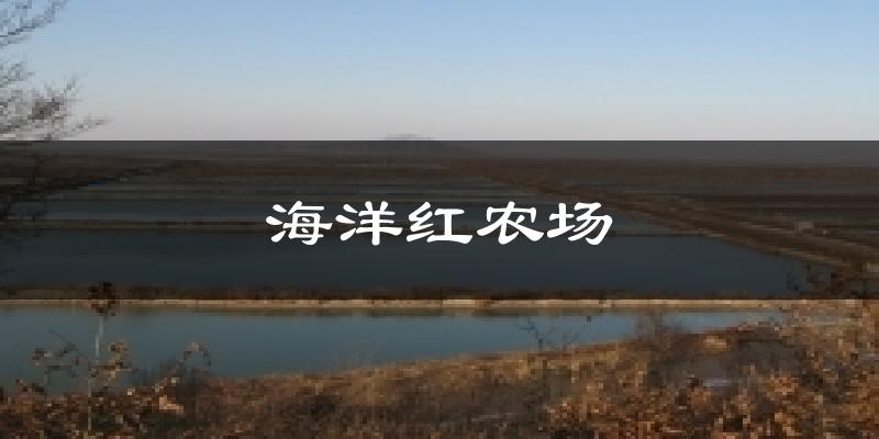 海洋红农场气温